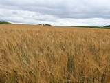 Urlaub in Dänemark 2019 (11)