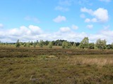 Urlaub in Dänemark 2019 (12)
Am 16. Juli machten wir eine Wanderung durch die Heide.