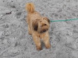 Urlaub in Dänemark 2019 (21)
Hier konnten die Hundchen endlich am Strand toben.