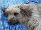 Urlaub in Dänemark 2019 (28)
So ein Urlaub kann ganz schön anstrngend sein.