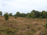 Urlaub in Dänemark 2019 (6)
... und machten Wanderungen durch die Lüneburger Heide.